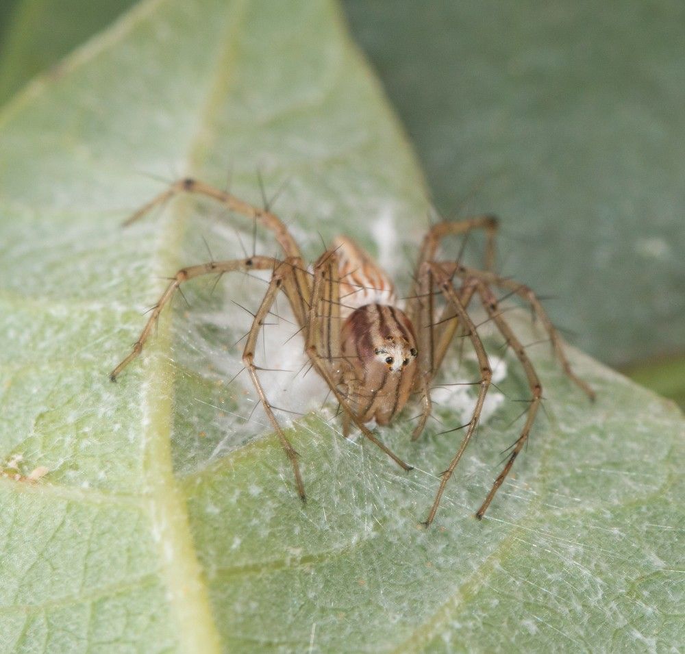 Oxyopes salticus or lynx spider