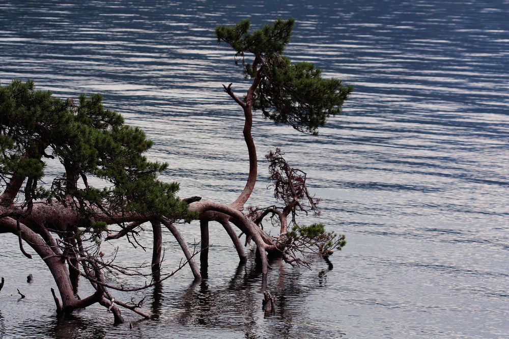 Поклонная сосна