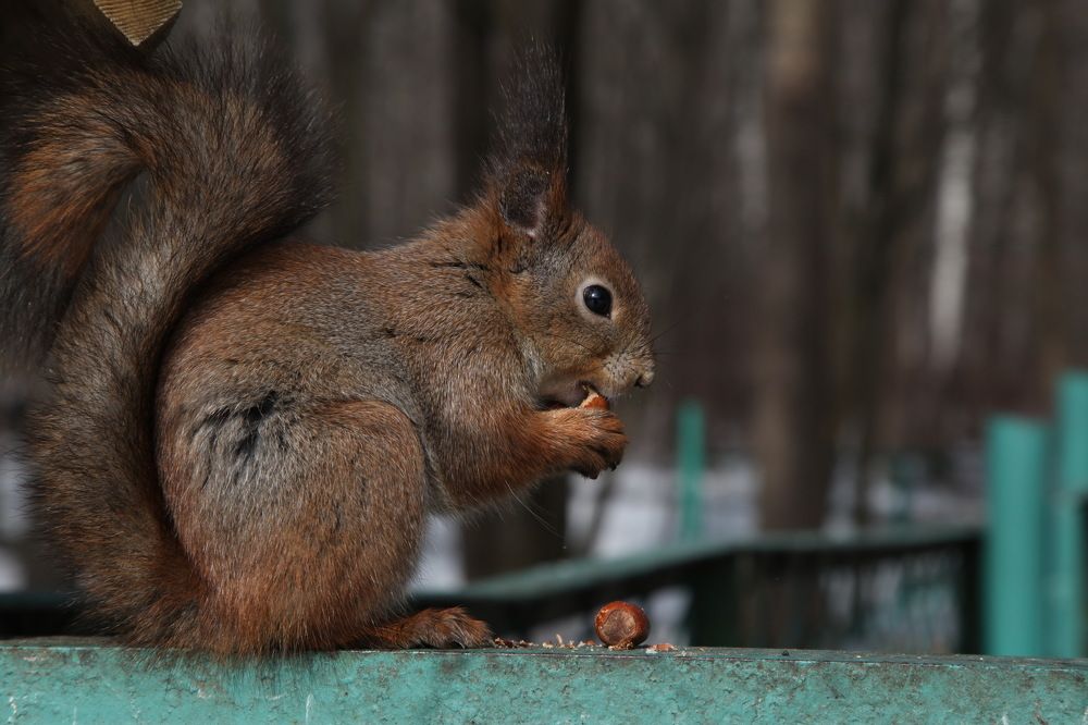 Белка песенки поёт, да орешки всё грызёт...!