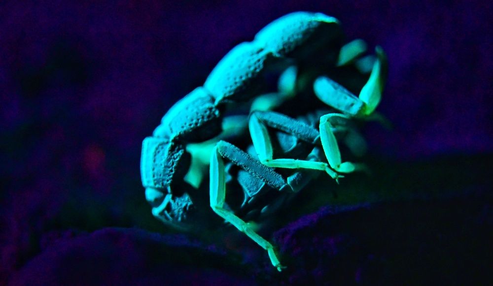 Photograph by Kobbie Pessach