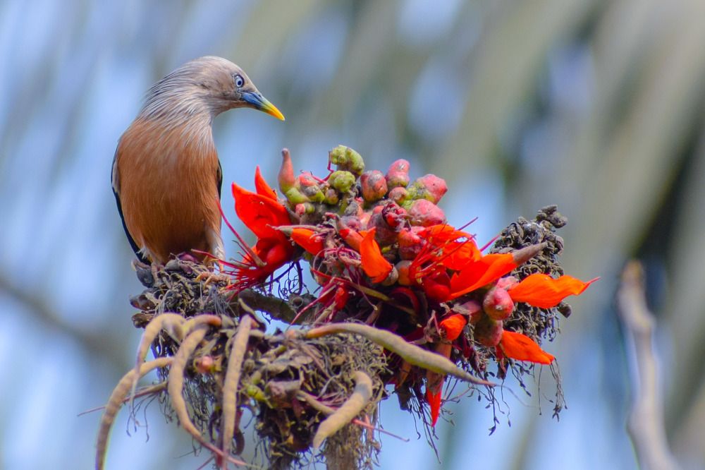 Photograph by Anurudha Biswas