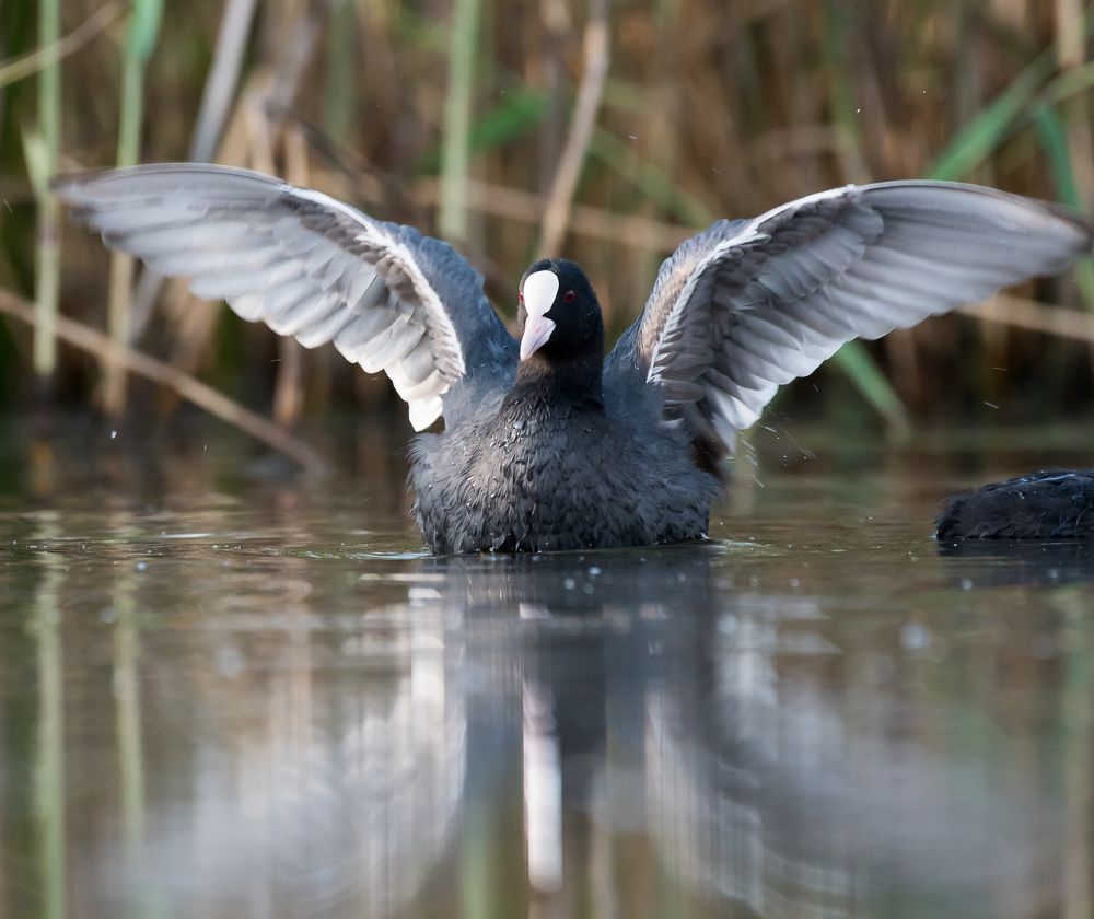 Fulica atra