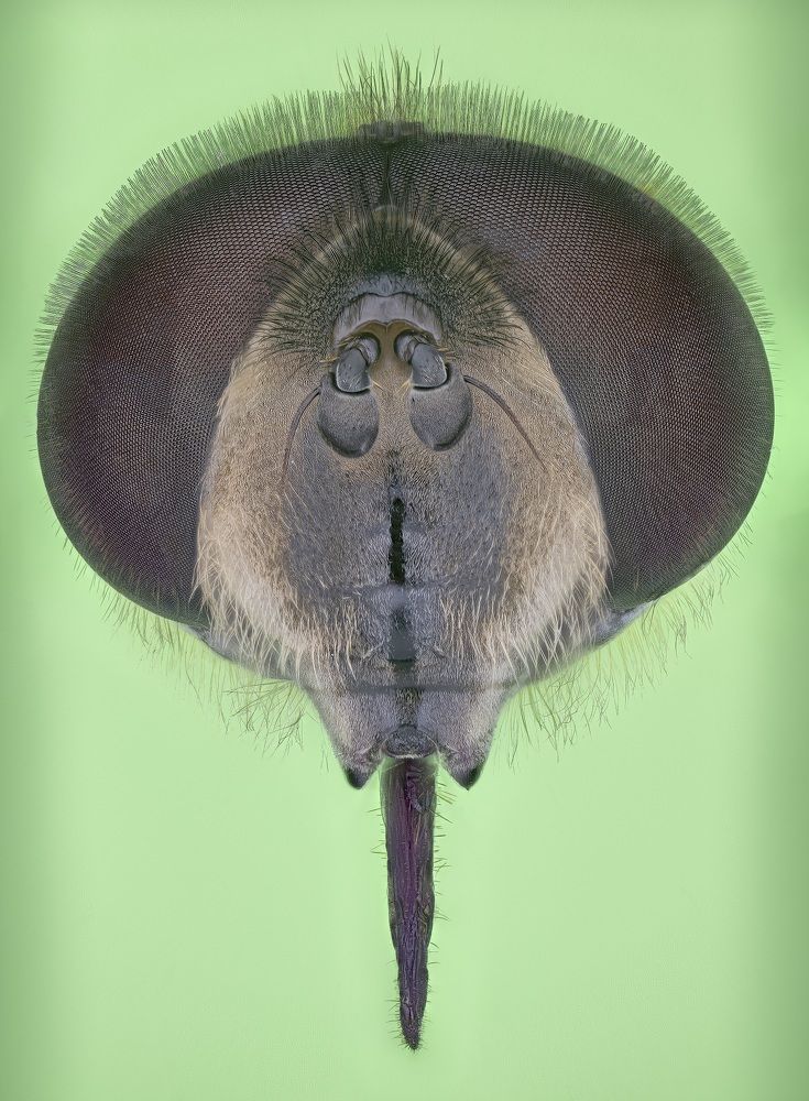 Photograph by Enrico Luzi