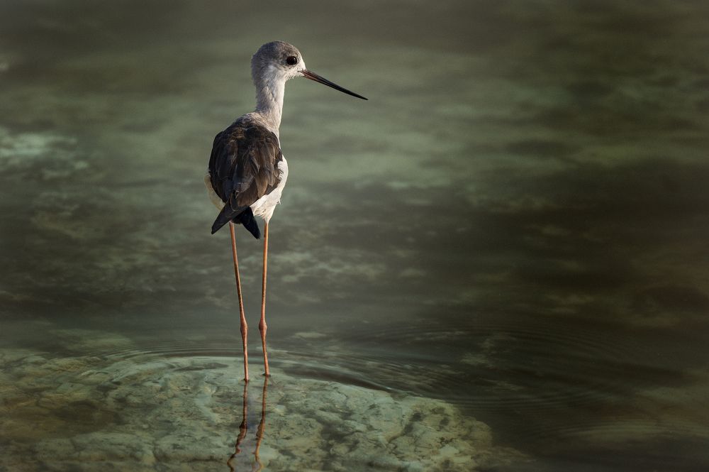 Photograph by Salma Al obaidi