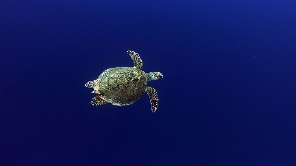 Photograph by Мария Берёзка