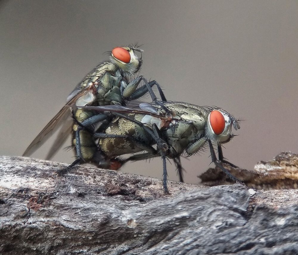 Photograph by Susmita Ghosh