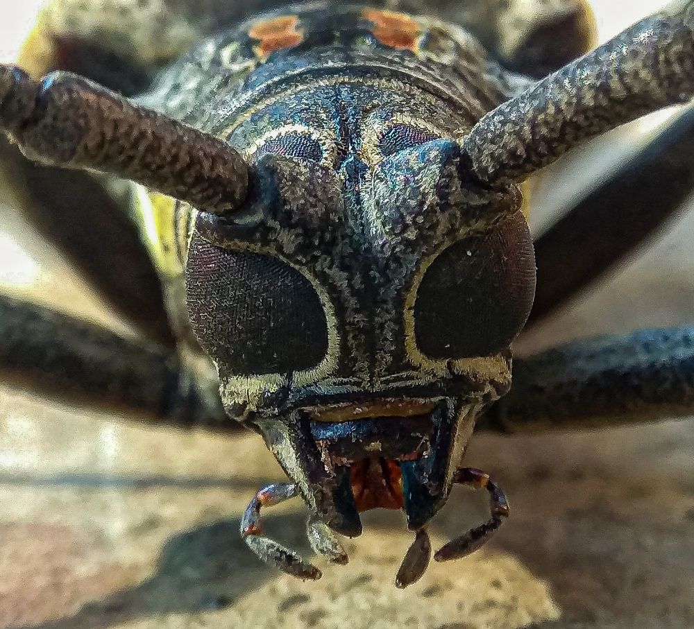 Photograph by Susmita Ghosh