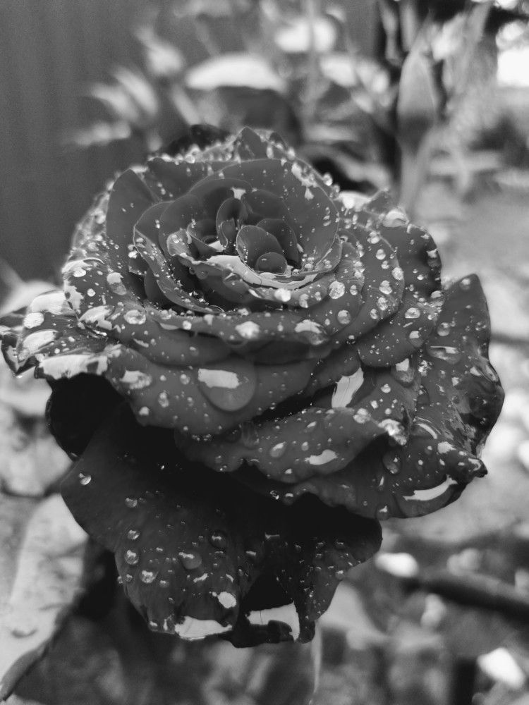 Photograph by Светлана Замятина