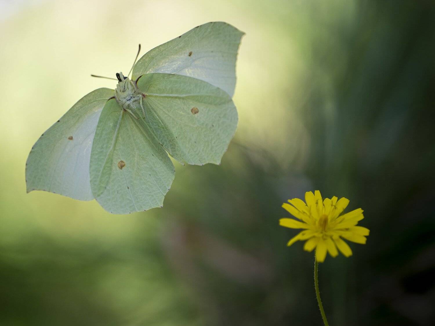 yellow butterfly