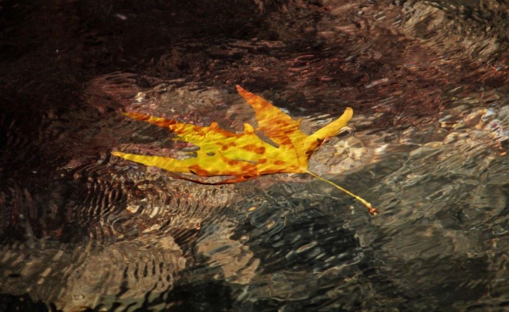 Photograph by Людмила Бутова