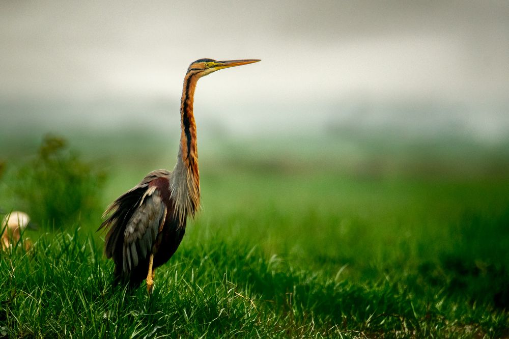 Photograph by Nabarun Majumdar