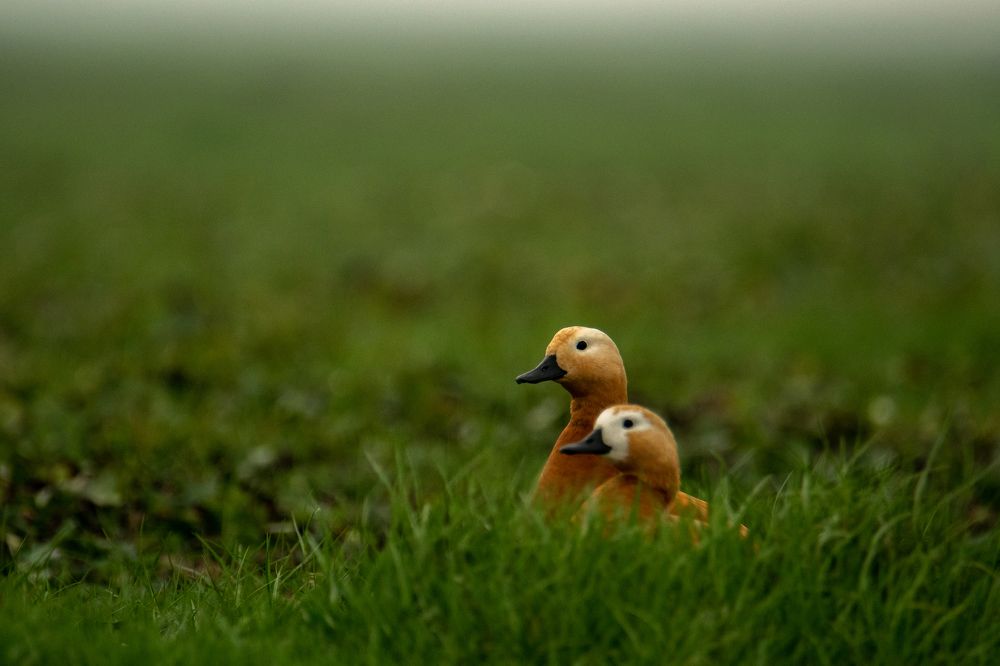 Photograph by Nabarun Majumdar