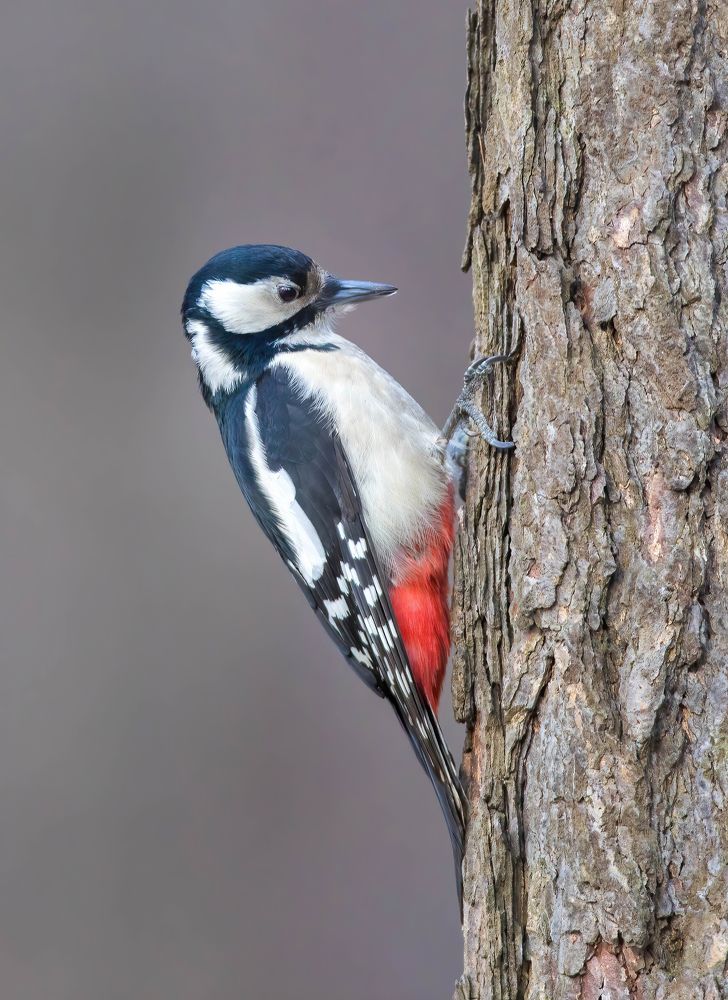 Маленькая трагедия большого парка