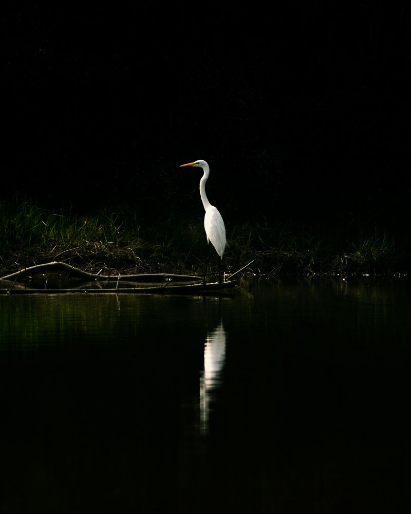 Grace of the wetland