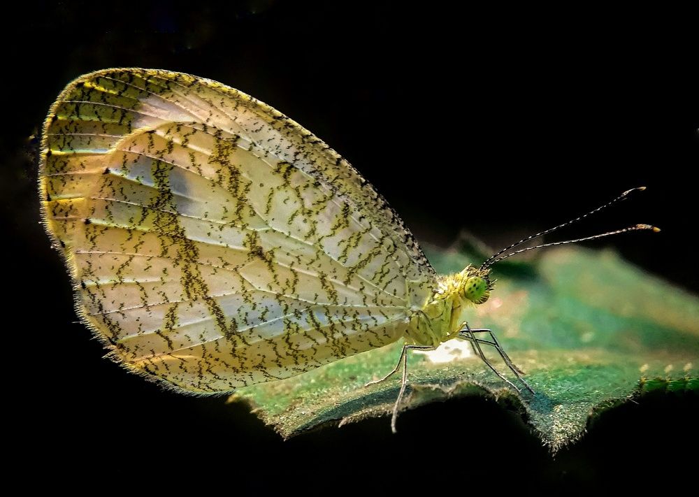 Photograph by Susmita Ghosh