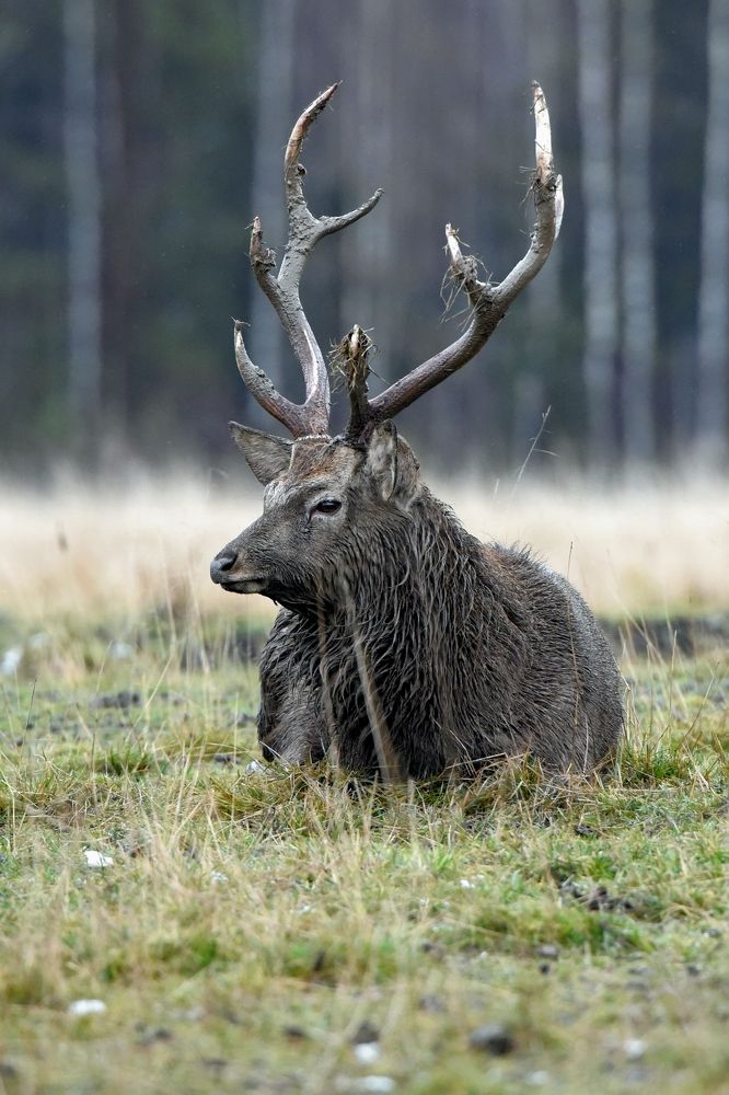 Фотография автора Сергей Чесноков