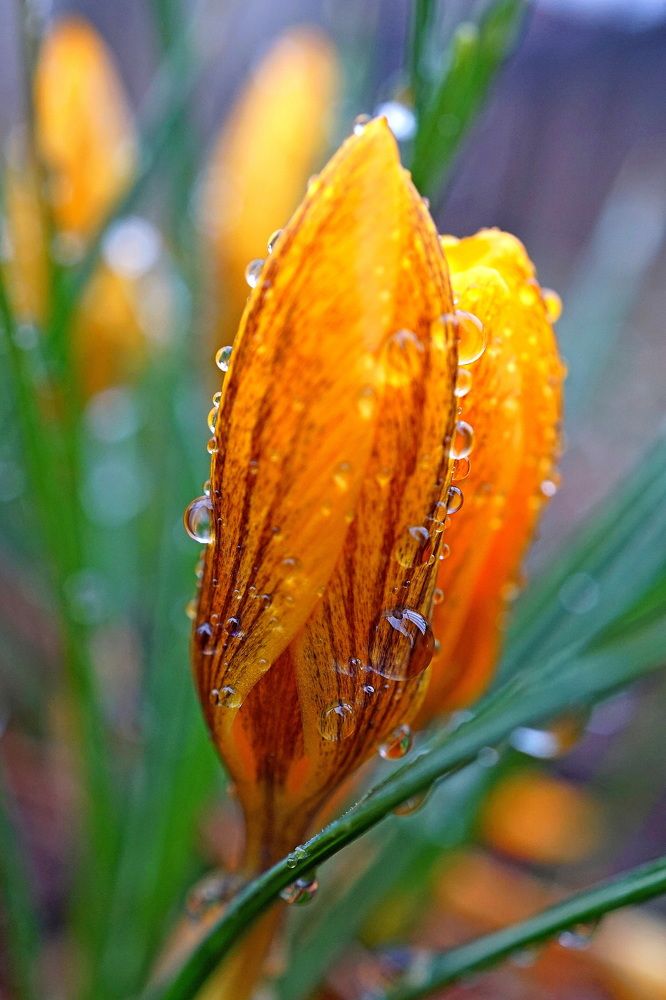Crocus in the rain