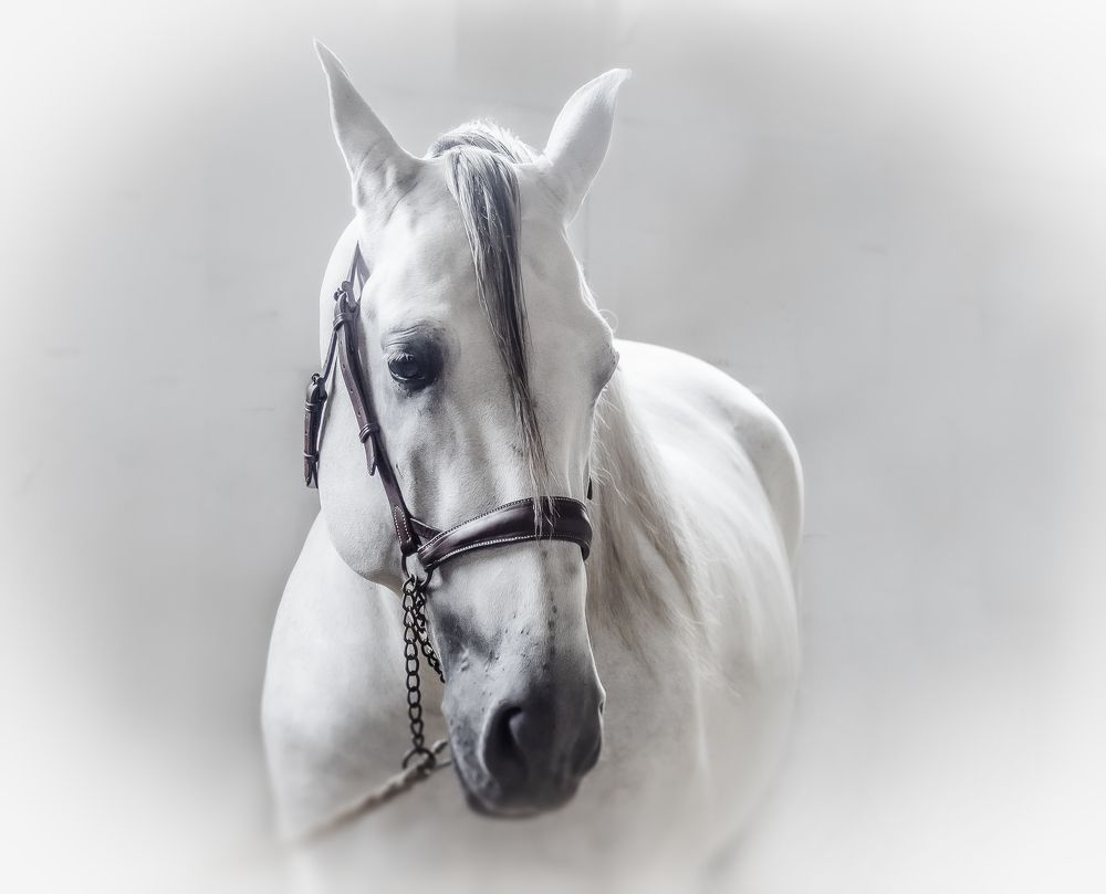 Фотография автора Jesus Frias