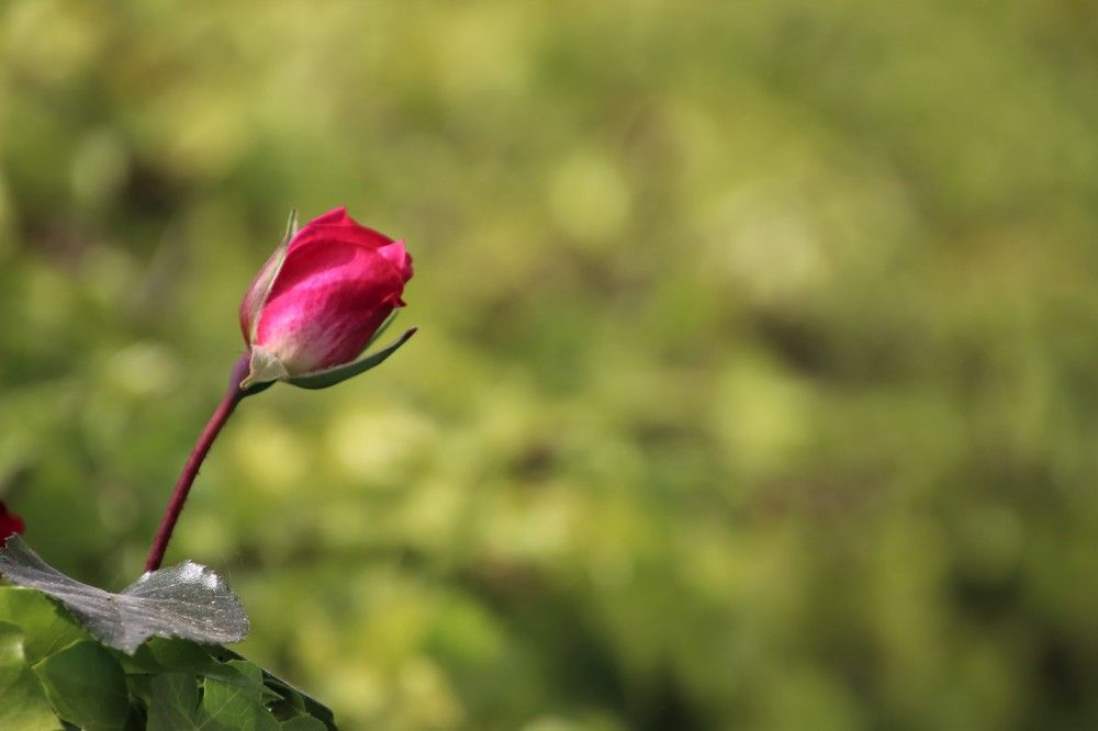 Rose bud