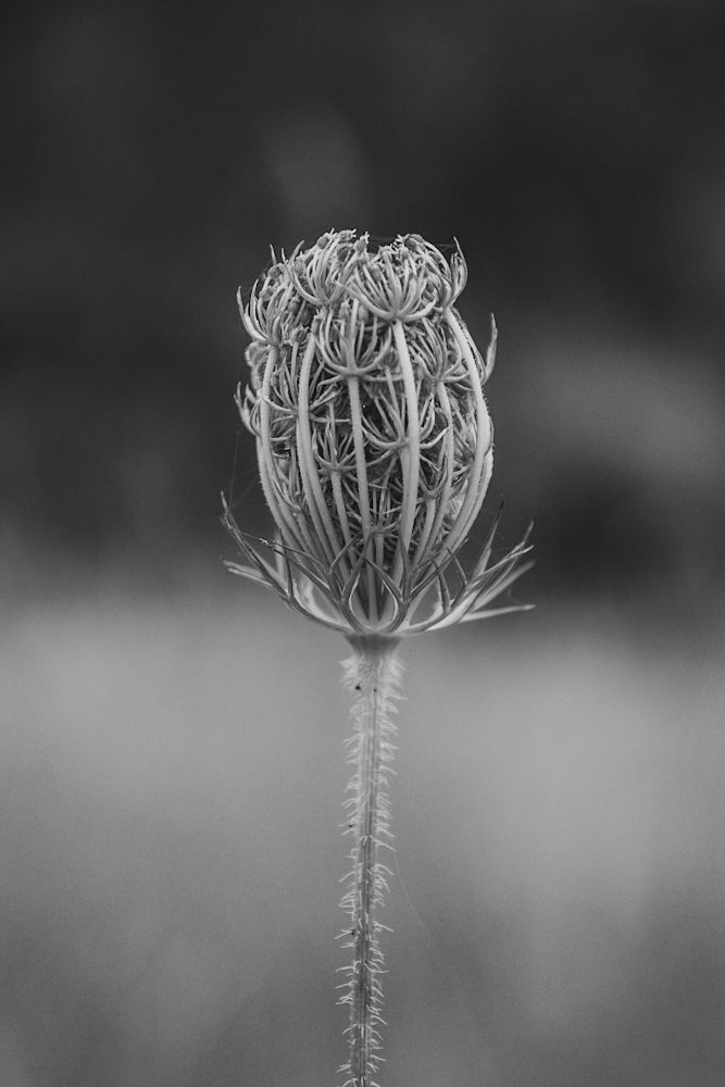 Nacimiento de una Flor