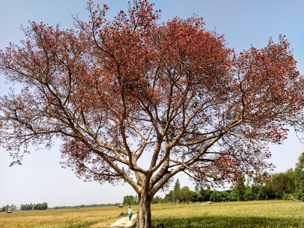 Photograph by Anil Sindoor