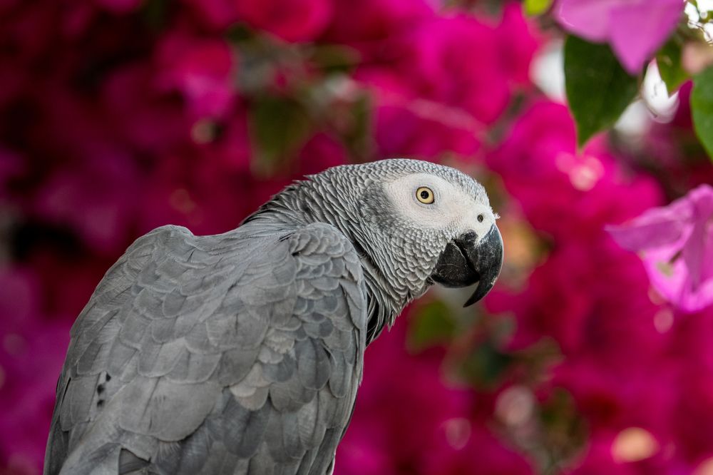 Фотография автора Prejul Prakash