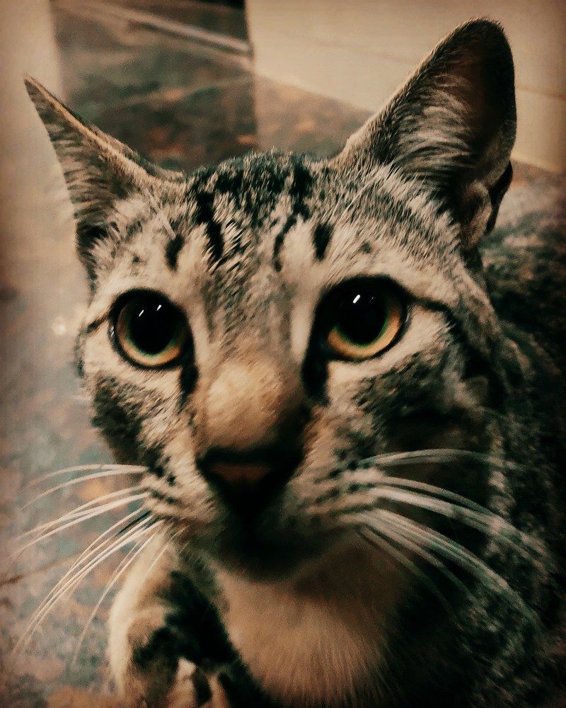 Cute cat