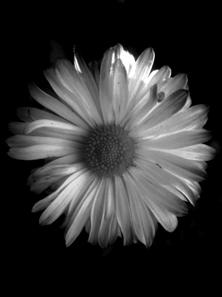 Photograph by Светлана Урванова