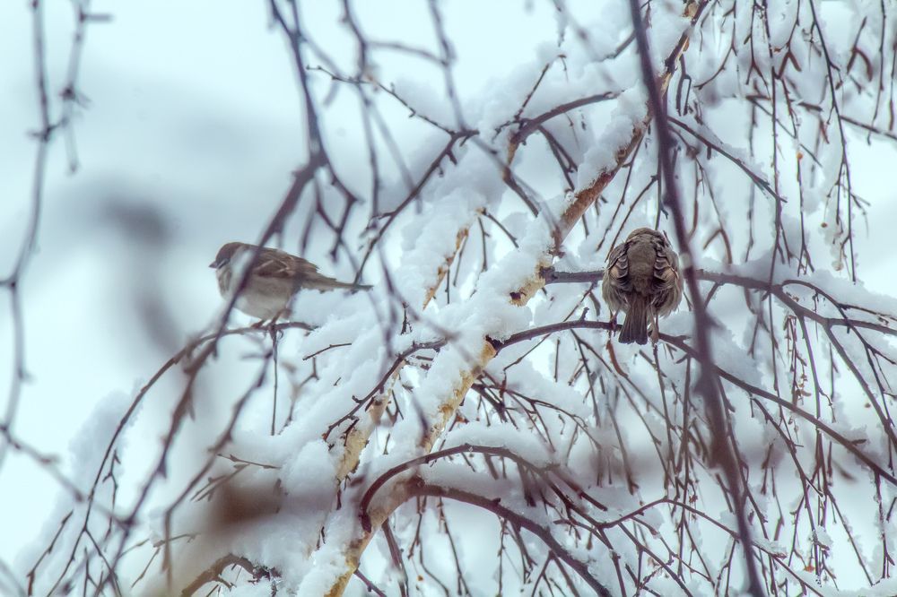 Photograph by Ирина Антонова