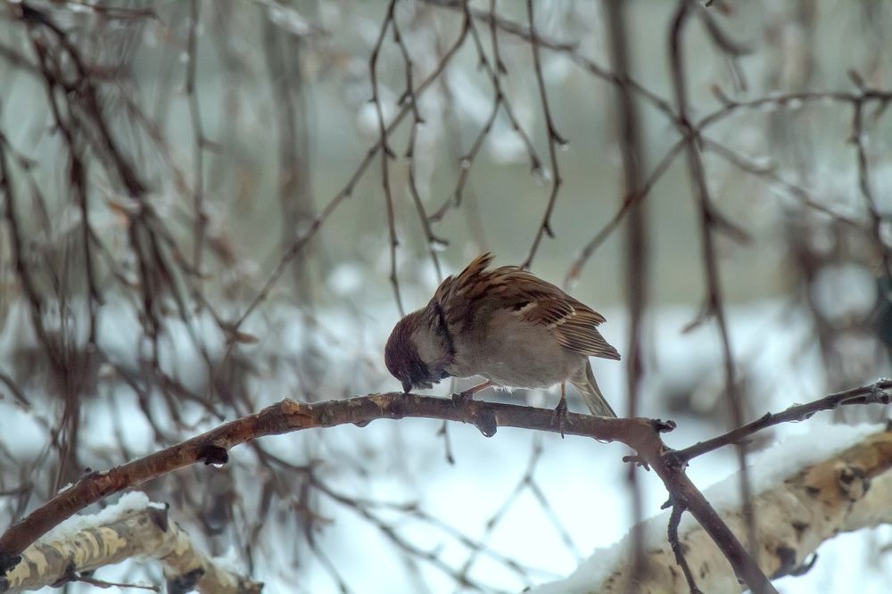 Photograph by Ирина Антонова