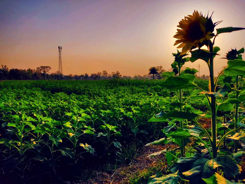 Photograph by SAMARJEET BEHERA