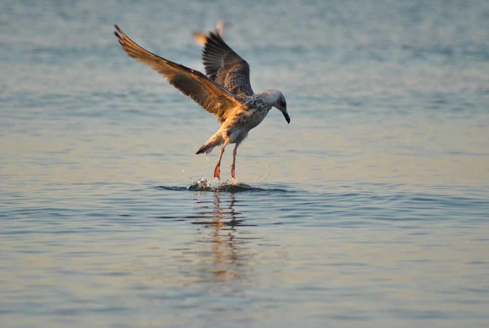 Photograph by Ciornei Simona Maria