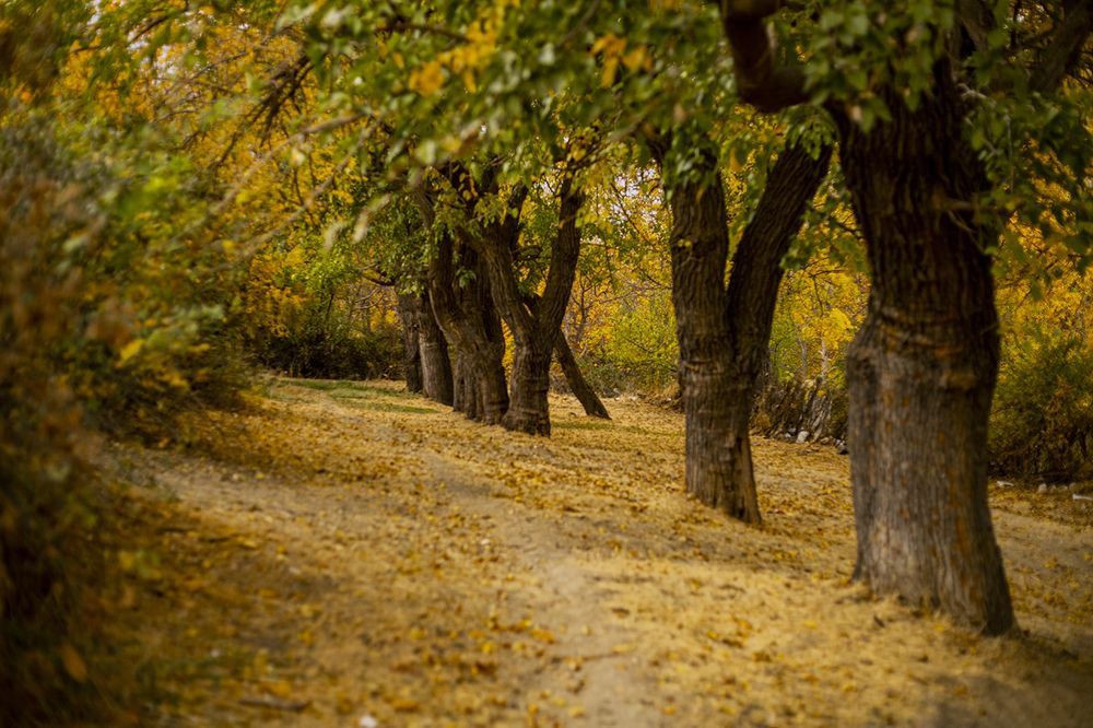 Photograph by shahoo moradi