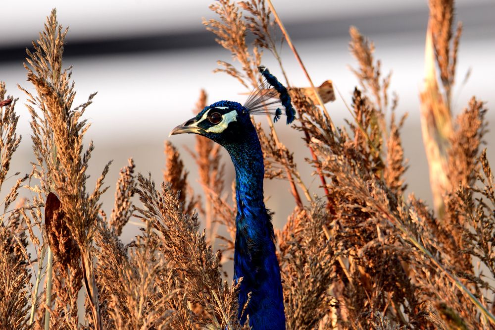 peacock