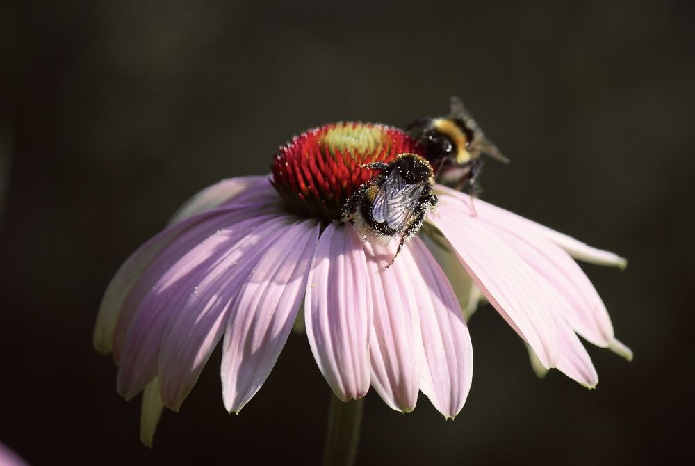 Photograph by Юлия Тигра