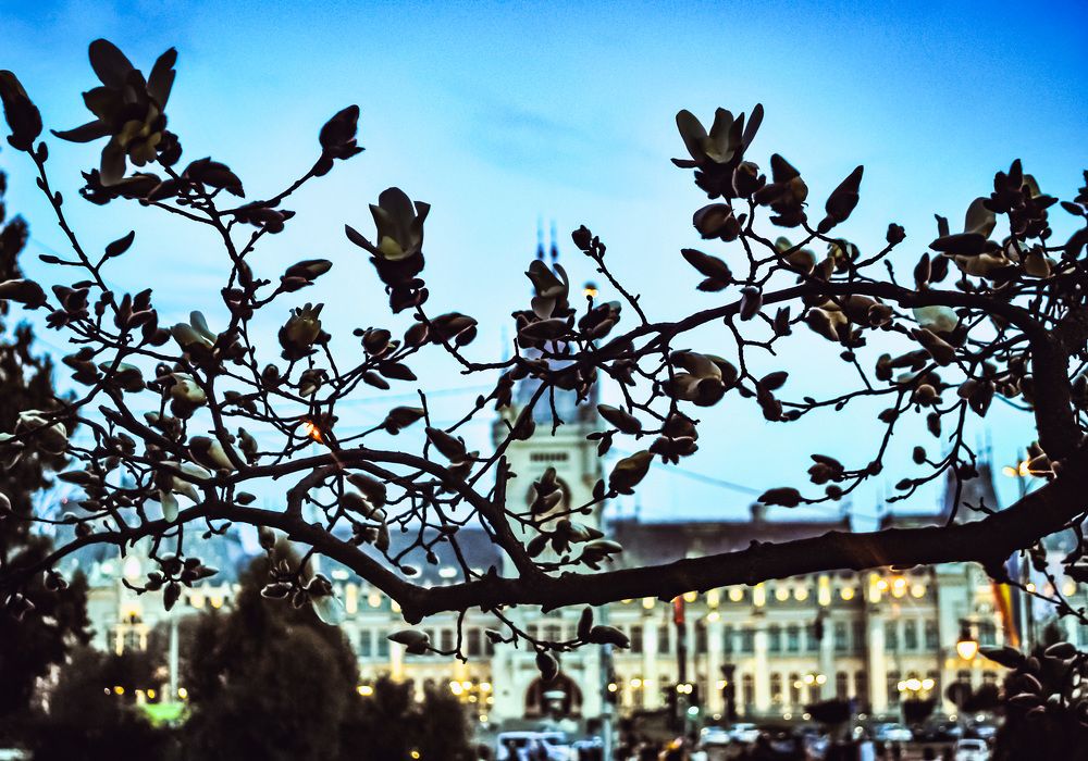 Photograph by Simona Ariton