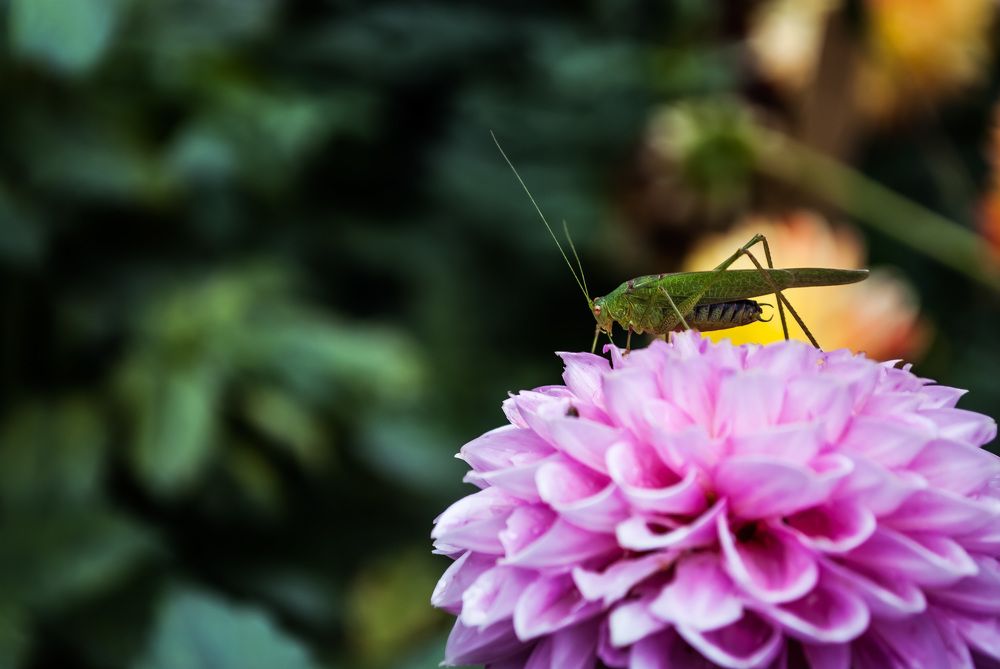 Photograph by Simona Ariton