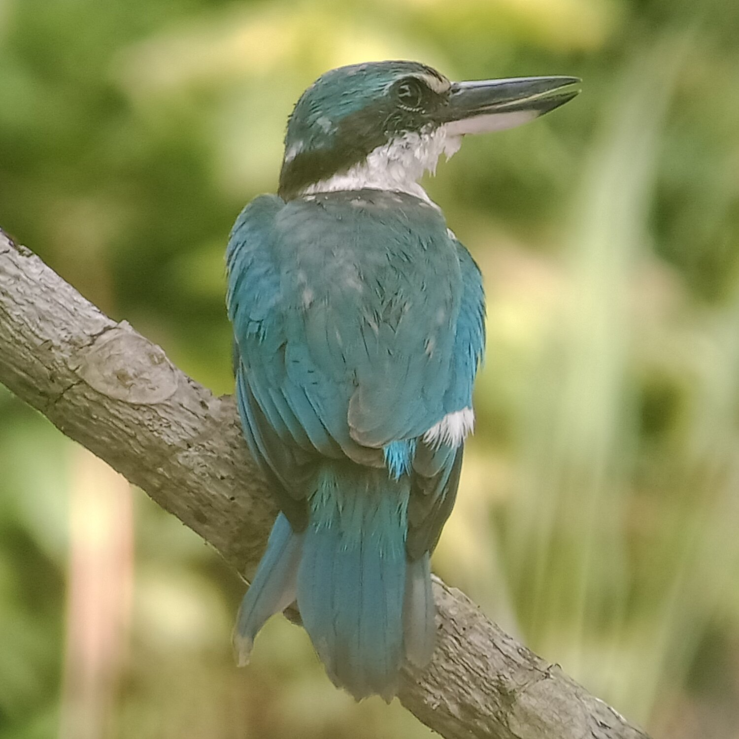 Collared Kingfisher