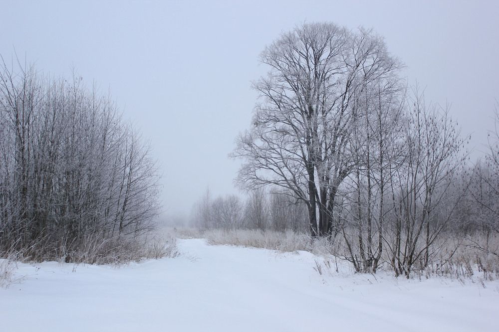 Фотография автора Ольга Бонина