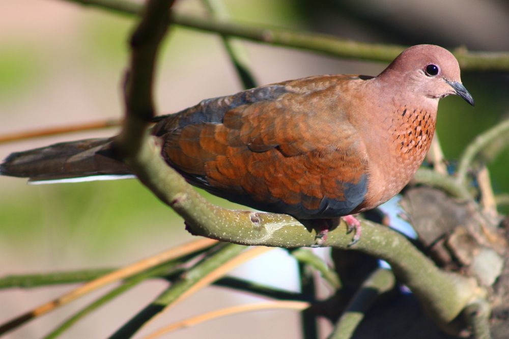 Photograph by Musa Abdulehed ER