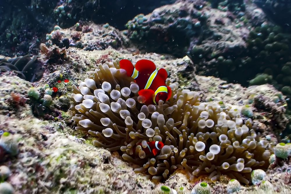 Ikan Balong Padang (Premnas biaculeatus)