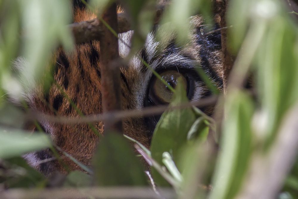 Trapped Sumatran Tiger