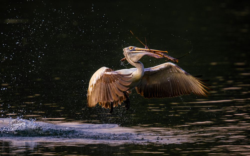 Photograph by Vinod Kumar Kulkarni