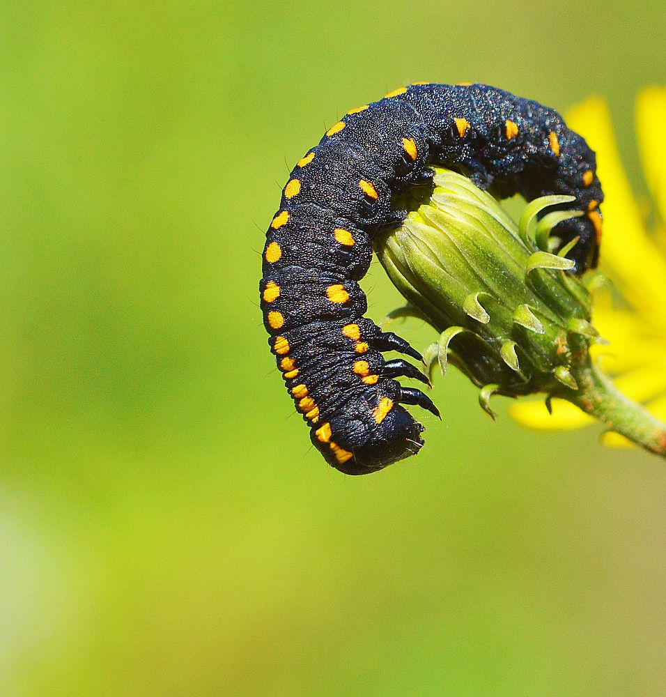 Фотография автора Сергей Суворов