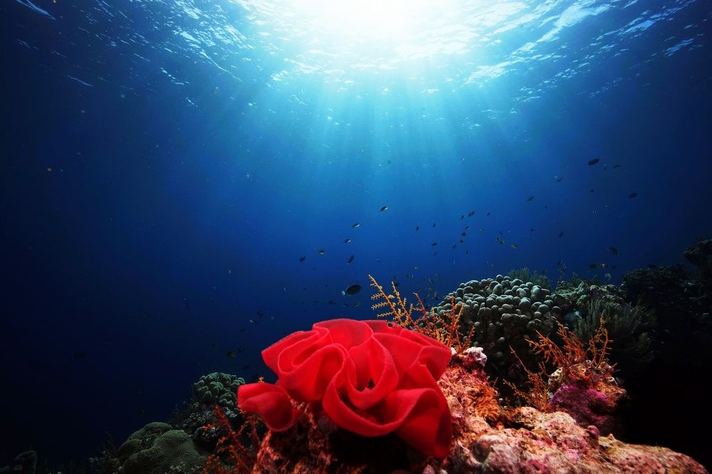 Red Rose In The Deep Sea