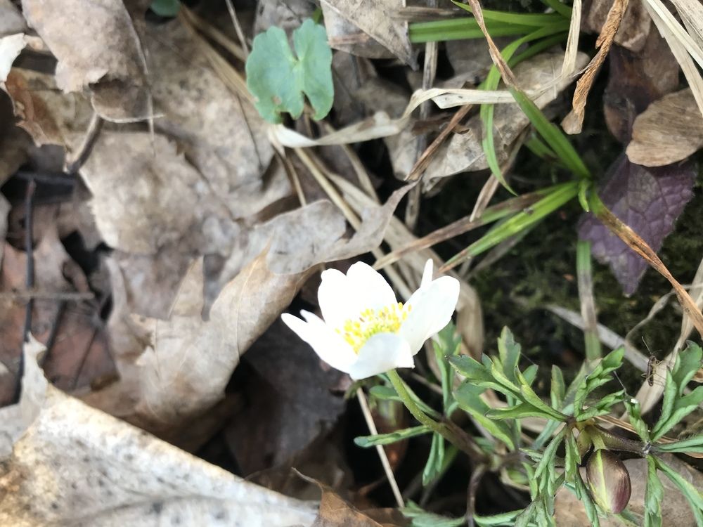 Фотография автора Virginija Sakalauskiene