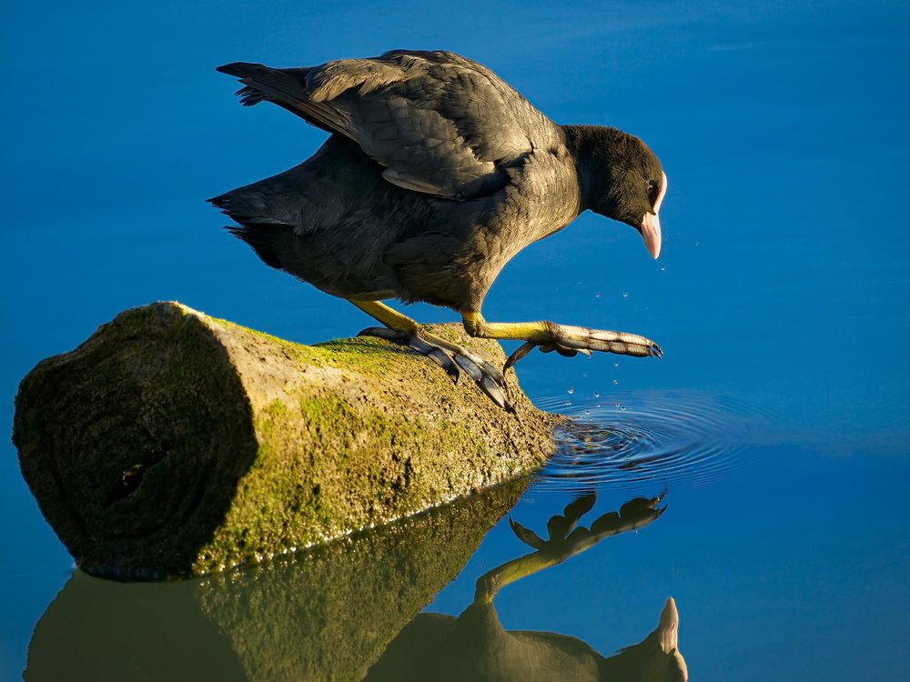 Зеркало, или Вешние воды