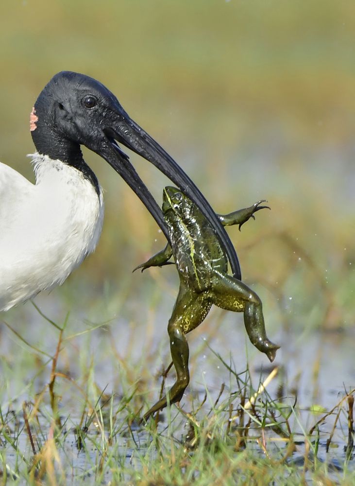 Photograph by Swarnali Hazra