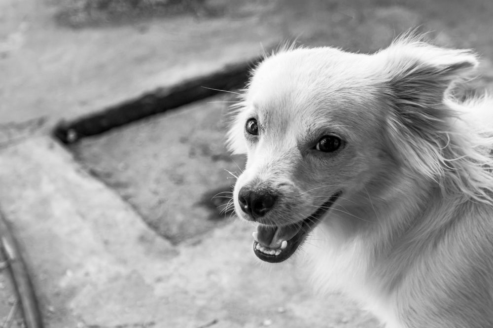 Photograph by Gil Pires Lopes Fernandes