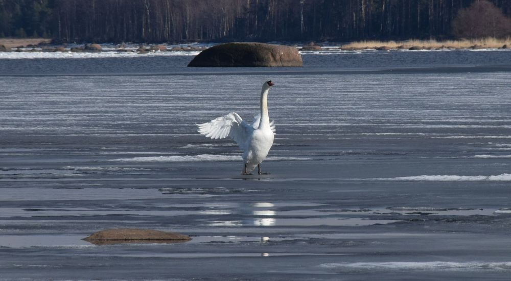 Photograph by Елена Викторовна Богданова